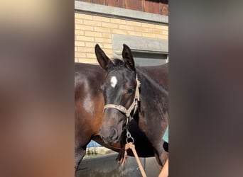 Cheval de sport suisse, Étalon, Poulain (05/2024), Noir