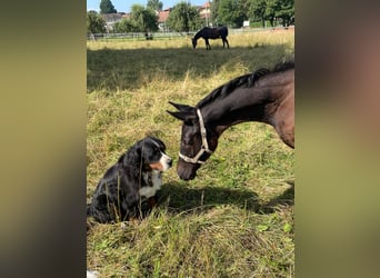 Cheval de sport suisse, Étalon, Poulain (05/2024), Noir