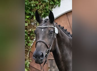 Cheval de sport suisse, Étalon, Poulain (05/2024), Peut devenir gris