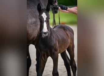 Cheval de sport suisse, Étalon, Poulain (05/2024), Peut devenir gris