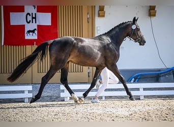 Cheval de sport suisse, Étalon, Poulain (05/2024), Peut devenir gris