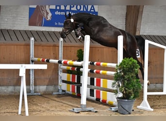 Cheval de sport suisse, Étalon, Poulain (05/2024), Peut devenir gris