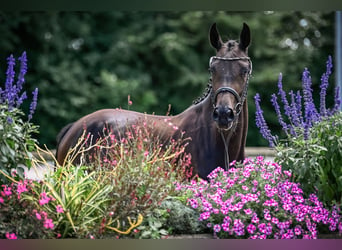 Cheval de sport suisse, Étalon, Poulain (05/2024), Peut devenir gris