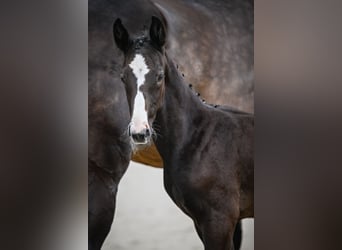 Cheval de sport suisse, Étalon, Poulain (05/2024), Peut devenir gris