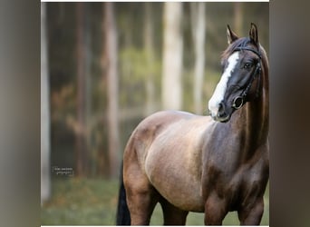 Cheval de sport suisse, Hongre, 10 Ans, 160 cm, Bai brun