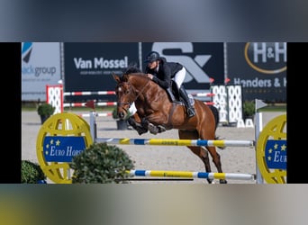 Cheval de sport suisse, Hongre, 10 Ans, 168 cm, Bai