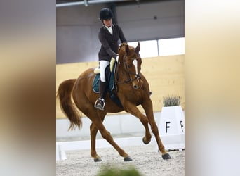 Cheval de sport suisse, Hongre, 10 Ans, Alezan