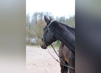 Cheval de sport suisse, Hongre, 11 Ans, 176 cm, Bai brun foncé