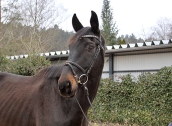 Cheval de sport suisse, Hongre, 11 Ans, 176 cm, Bai brun foncé