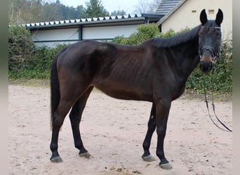 Cheval de sport suisse, Hongre, 11 Ans, 176 cm, Bai brun foncé