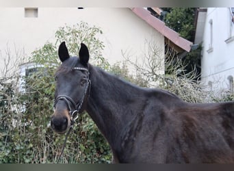 Cheval de sport suisse, Hongre, 11 Ans, 176 cm, Bai brun foncé