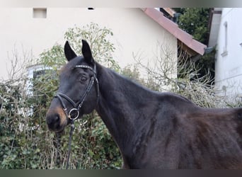 Cheval de sport suisse, Hongre, 11 Ans, 176 cm, Bai brun foncé