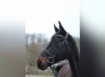 Cheval de sport suisse, Hongre, 11 Ans, 176 cm, Bai brun foncé