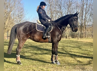 Cheval de sport suisse, Hongre, 11 Ans, 176 cm, Bai brun foncé