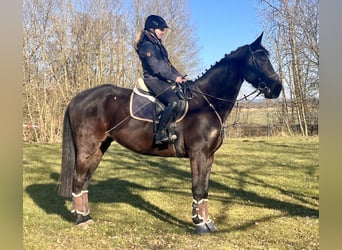 Cheval de sport suisse, Hongre, 11 Ans, 176 cm, Bai brun foncé