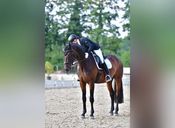 Cheval de sport suisse, Hongre, 11 Ans, 178 cm, Bai