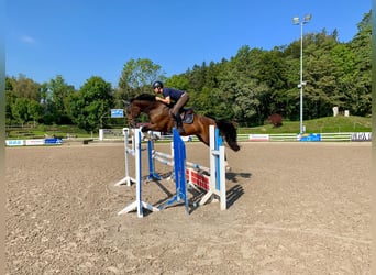 Cheval de sport suisse, Hongre, 12 Ans, 170 cm, Bai
