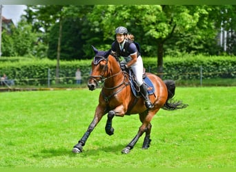 Cheval de sport suisse, Hongre, 13 Ans, 162 cm, Bai