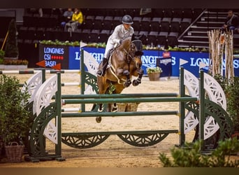 Cheval de sport suisse, Hongre, 13 Ans, 175 cm, Bai brun