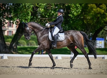 Cheval de sport suisse, Hongre, 13 Ans, 175 cm, Bai brun