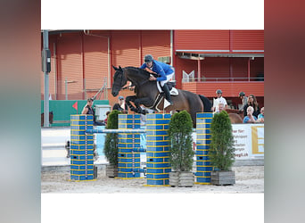 Cheval de sport suisse, Hongre, 13 Ans, 175 cm, Bai brun