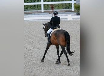 Cheval de sport suisse, Hongre, 13 Ans, 175 cm, Bai brun