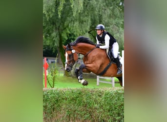 Cheval de sport suisse, Hongre, 13 Ans, 175 cm, Bai
