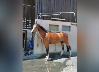 Cheval de sport suisse, Hongre, 13 Ans, 175 cm, Bai