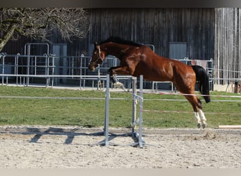 Cheval de sport suisse, Hongre, 13 Ans, 175 cm, Bai