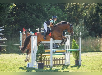 Cheval de sport suisse, Hongre, 13 Ans, 175 cm, Bai