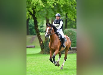 Cheval de sport suisse, Hongre, 13 Ans, 175 cm, Bai