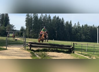 Cheval de sport suisse, Hongre, 13 Ans, 175 cm, Bai