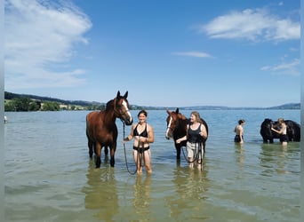 Cheval de sport suisse, Hongre, 13 Ans, 175 cm, Bai