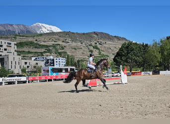 Cheval de sport suisse, Hongre, 14 Ans, 184 cm, Bai brun