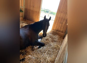 Cheval de sport suisse, Hongre, 15 Ans, 178 cm, Bai brun