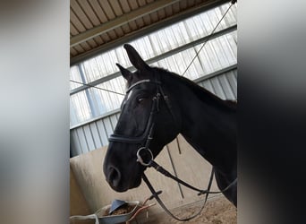 Cheval de sport suisse, Hongre, 16 Ans, 169 cm, Noir