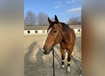 Cheval de sport suisse, Hongre, 17 Ans, 175 cm, Bai