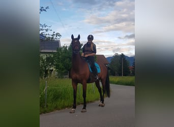 Cheval de sport suisse, Hongre, 18 Ans, 165 cm, Bai