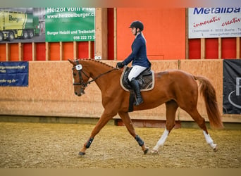 Cheval de sport suisse, Hongre, 3 Ans, 170 cm, Alezan