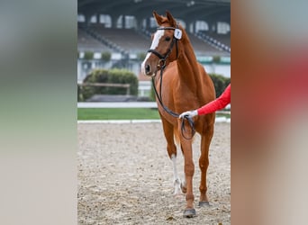 Cheval de sport suisse, Hongre, 3 Ans, 170 cm, Alezan