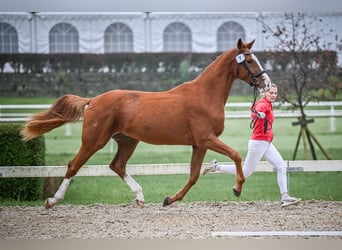 Cheval de sport suisse, Hongre, 3 Ans, 170 cm, Alezan