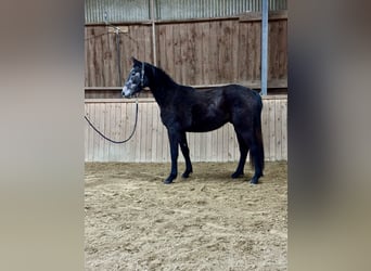 Cheval de sport suisse, Hongre, 3 Ans, 170 cm, Gris