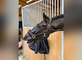 Cheval de sport suisse, Hongre, 4 Ans, 166 cm, Noir