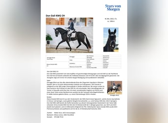 Cheval de sport suisse, Hongre, 4 Ans, 166 cm, Noir