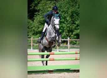 Cheval de sport suisse, Hongre, 4 Ans, 168 cm, Gris