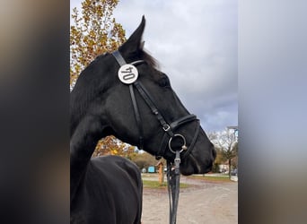 Cheval de sport suisse, Hongre, 4 Ans, 171 cm, Bai brun