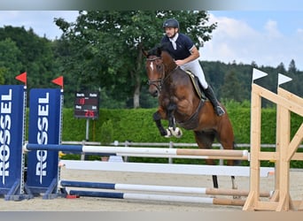 Cheval de sport suisse, Hongre, 4 Ans, Bai