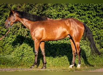 Cheval de sport suisse, Hongre, 5 Ans, 173 cm, Bai brun