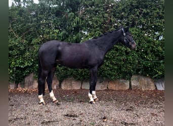 Cheval de sport suisse, Hongre, 5 Ans, 173 cm, Bai brun