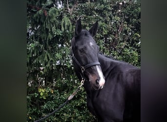 Cheval de sport suisse, Hongre, 5 Ans, 173 cm, Bai brun